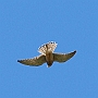 Pustułka - Falco tinnunculus
