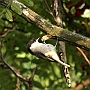 Czarnogłówka - Parus montanus