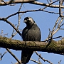 <br />Kawka -Corvus monedula  