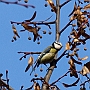 Modraszka -Parus caeruleus