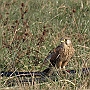Pustułka - Falco tinnunculus