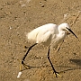 Czapla biała - Egretta alba