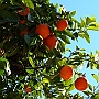 January Oranges -Styczniowe pomarańcze